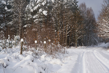 Fototapeta premium Winter forest in the snow. 