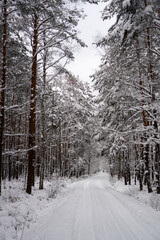 Winter forest in the snow. 