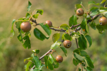 young unripe wild apples growing on the apple tree in the orchard