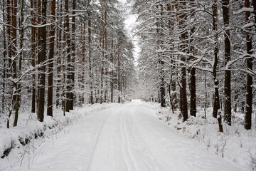 Winter forest in the snow.      