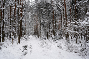 Winter forest in the snow.  