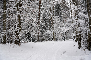 Winter forest in the snow.