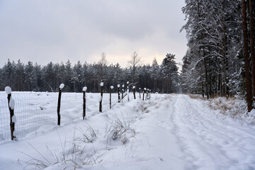 Winter forest in the snow.