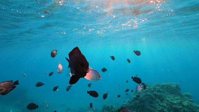 Wonderful and beautiful underwater world with corals and tropical fish. Red sea, Egypt