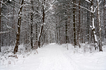 Winter forest in the snow. 
