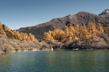 Scenery of Autumn pine forest with holy mountain and emerald lake on plateau at Yading Nature Reserve