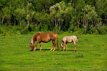 Russia. Mountain Altai.  Horses graze peacefully on free pastures near the village of Yabogan.