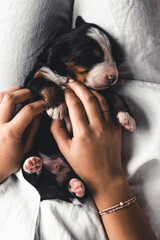 Bernese mountain dog puppy in female hands, care for animals, newborns