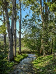 pretty stream weaving through the trees