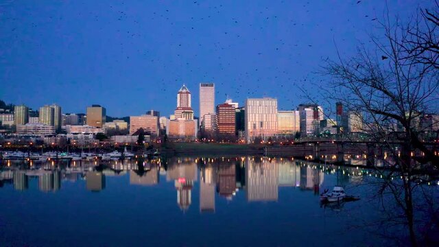 Massive Murder of Crows Flying over the Willamette River in Portland Oregon at Sunrise 