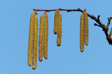 Naklejka premium Haselnussblüte