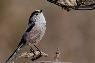 Schwanzmeise am Futterring