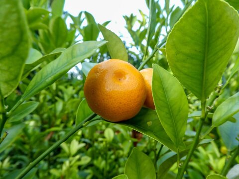a clementine is a tangor a citrus fruit hybrid between a willowleaf mandarin orange and a sweet orange