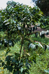 Fototapeta premium Caféier, Coffea arabica
