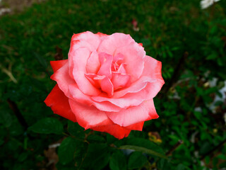 single red pink rose