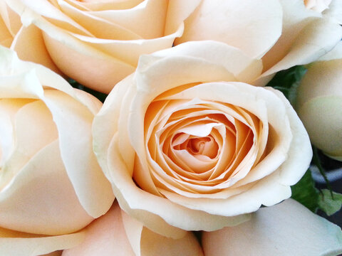close up biege color roses