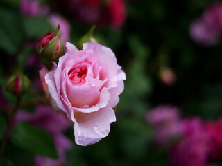single pink rose in the garden