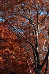 Fototapeta premium Colorful Trees Background during Autumn in Long Island City Queens New York