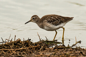 Chevalier culblanc,.Tringa ochropus, Green Sandpiper