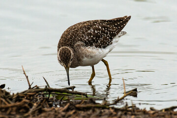 Chevalier culblanc,.Tringa ochropus, Green Sandpiper