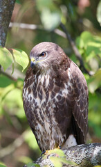 A common buzzard on a tree