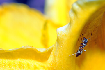 mrówka na żółtym kwiatku
