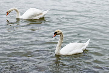 Naklejka na ściany i meble Swans swim together in the lake