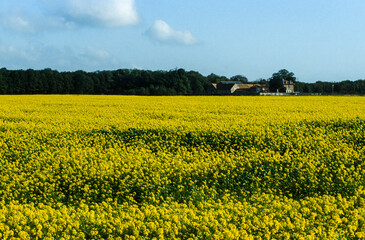 Fototapeta premium Colza, Brassica napus