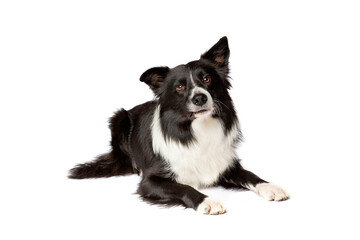 border collie sheepdog isolated on white