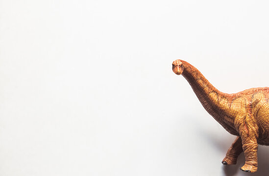 Brachiosaurus Dinosaur toy isolate on white background