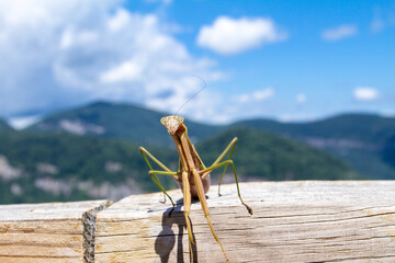 Praying Mantis