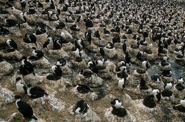 Fototapeta premium Cormoran impérial,.Leucocarbo atriceps, Imperial Shag, Iles Falkland, Malouines