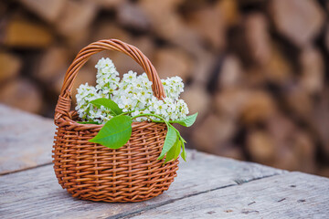 Fototapeta na wymiar Still life of bird cherry in basket . Background for greeting card with beginning of spring, March 8 or Valentine's Day.