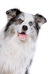 old blue merle border collie dog