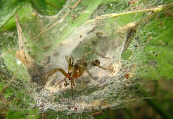 pająk z pajęczyną i ofiarą, pożywieniem 