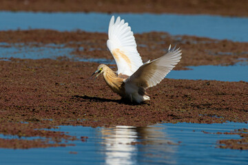 Crabier chevelu, Héron crabier, Ardeola ralloides, Squacco Heron