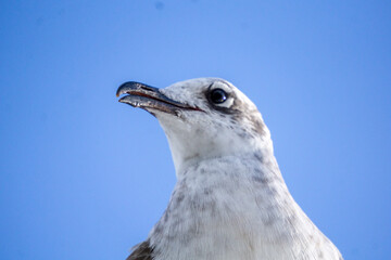 Seagull