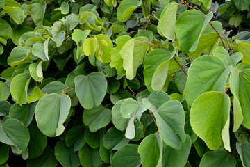Close up group of Colorful leaf on branch