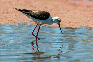 Echasse blanche,  Himantopus himantopus, Black winged Stilt