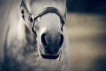 The nose of horse in halter in the paddock. Horse muzzle close up