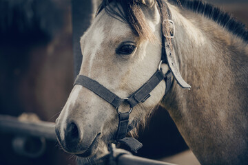 Portrait of a dun sports stallion with a dark mane in a halter.