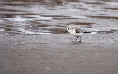 stilt walker or calidris alba bird