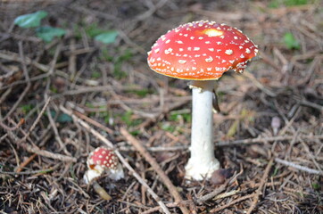 Champignon toxique, amanite tue-mouches, fausse oronge (Amanita muscaria)