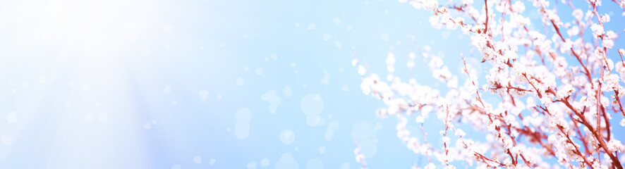 Spring border or background art with pink blossom. nature scene with blooming tree and sun flare. Easter Sunny day. Blured. Soft focus