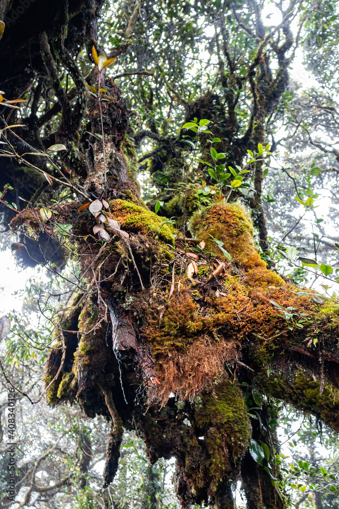 Poster Tronc d'arbre, forêt humide à Cameron Highlands, Malaisie