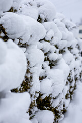 Thuje tuje krzewy iglaste gęsto pokryte białym śniegiem - obrazy, fototapety, plakaty