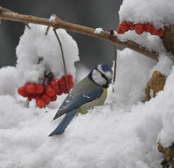Blaumeise im Schnee