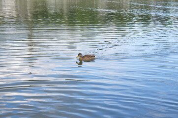 ducks swim on the river