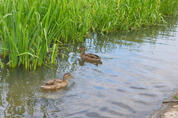 ducks swim on the river