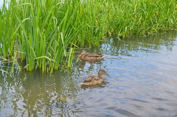 ducks swim on the river